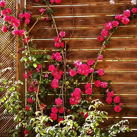 Appartement Doreta Roda (Corfu)